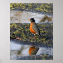 Suche nach rotbarsch poster Vogel