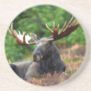 Suche nach elch untersetzer Tierwelt