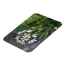 Suche nach foto der blume magnete Blumenreich
