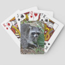 Suche nach waschbär spielkarten Foto