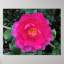Suche nach kamelie poster Natur