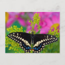Suche nach papilio postkarten Schwalbenschwanz