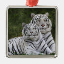 Suche nach weißer tiger ornamente Tier