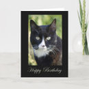 Suche nach black cat karten Kitty