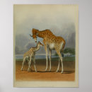 Suche nach savanna poster Tiere