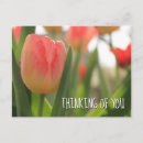 Suche nach tulpe Botanisch