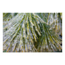 Suche nach kiefernnadeln poster Winter