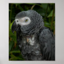 Suche nach afrikanisches grau poster Natur