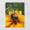 Suche nach bienen foto postkarten Sommer