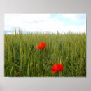 Suche nach weizenfelder poster Mohn