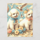 Suche nach bichon postkarten Welpe