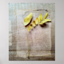 Suche nach herbarium poster Kräutern