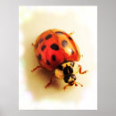 Suche nach ladybug poster Tierwelt