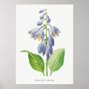 Suche nach hosta poster Botanisch