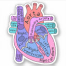 Suche nach anatomischer aufkleber Krankenschwester