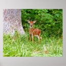 Suche nach baby deer poster Natur