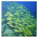 Suche nach schule der fische fliesen Schwimmen