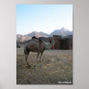 Suche nach kamel in der wüste poster Jede person