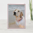 Suche nach krägen Labrador