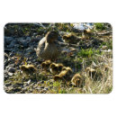 Suche nach entlein magnete Wild lebende tiere