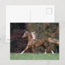Suche nach schwanz postkarten Pferd