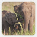 Suche nach asiatischer elefant aufkleber Kalb