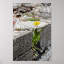 Suche nach gelber löwenzahn poster Natur