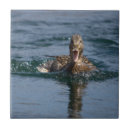 Suche nach schnabel fliesen Wild lebende tiere