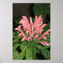 Suche nach shrimp poster Natur