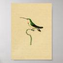 Suche nach hummingbird poster Drucken