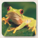 Suche nach baumfrosch untersetzer Amphibie