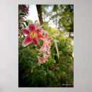 Suche nach rosa lilien poster Blumen