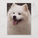 Suche nach pelz vertikale postkarten Hund
