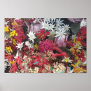 Suche nach protea poster Rosa