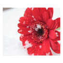 Suche nach roter gerbera poster Natur