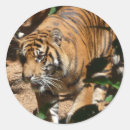 Suche nach tigeraufkleber Katze