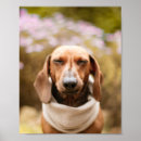 Suche nach niedlicher hund poster Dackel