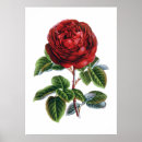 Suche nach rosenplakat Blume