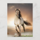 Suche nach stallion postkarten Schwarz