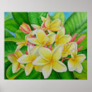 Suche nach plumeria kunst Frangipani
