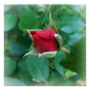 Suche nach garten rose poster Blatt