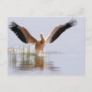 Suche nach pelikan postkarten Natur