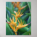 Suche nach bird of paradise poster Tropical