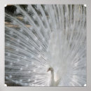 Suche nach weißer pfau poster Vogel