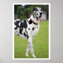 Suche nach dogge poster Große hunde