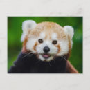 Suche nach glücklicher panda postkarten Tier