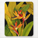 Suche nach paradiesvogel mousepads Blume