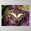Suche nach schwarzer schmetterling poster Fehler