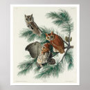 Suche nach owl poster Vögel