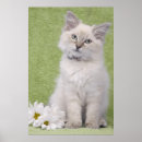 Suche nach lappen poster Puppe